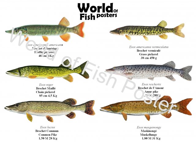 esox - FR WOFP.JPG