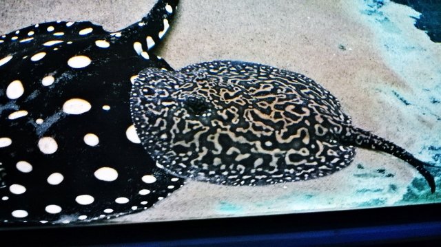 WP_20150626_007 (640x359).jpg