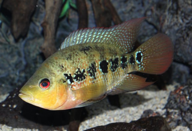 Amphilophus Lyonsi? | MonsterFishKeepers.com