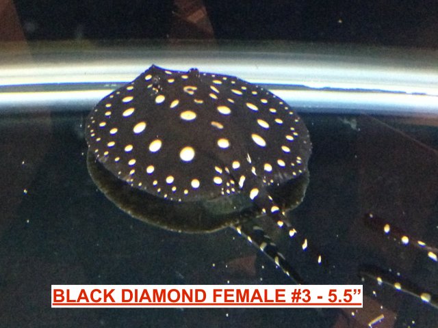 BD Female 3.JPG
