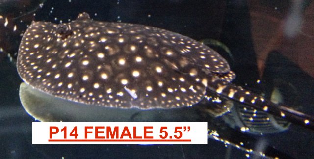 P14 Female.JPG