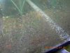 PBEggs2007016.JPG