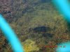 PBEggs2007017.JPG