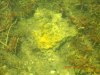 PBEggs2007019.JPG