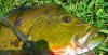 PBEggs2007022.JPG