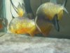 p-bass and piranha 004.jpg