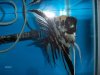 lots of fish 2100.jpg