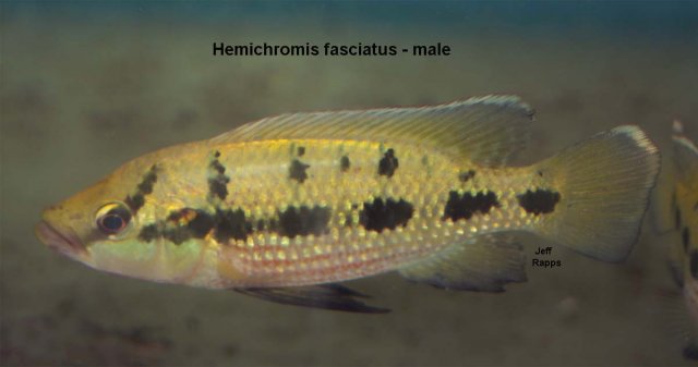 fasciat.male.jpg