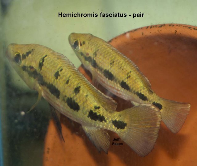 fasciat.pair.jpg fasciat.pair.jpg