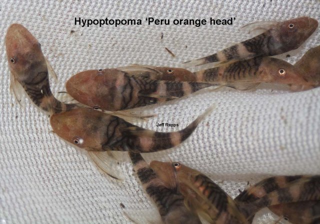 hypoptopoma.jpg