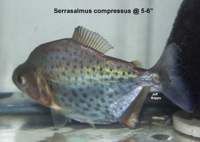 s.comp.jpg