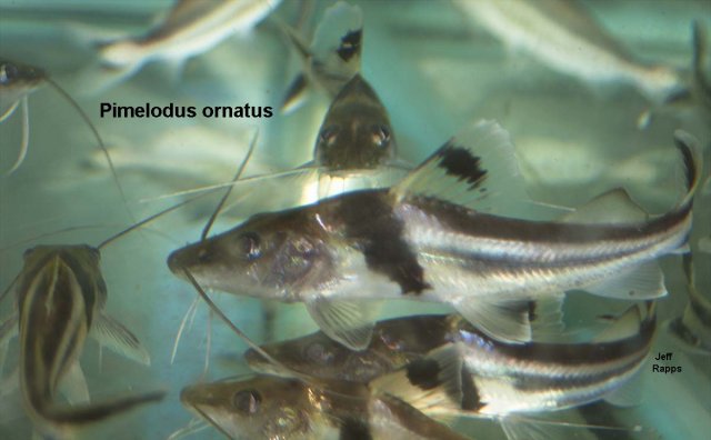 p.ornatus.jpg