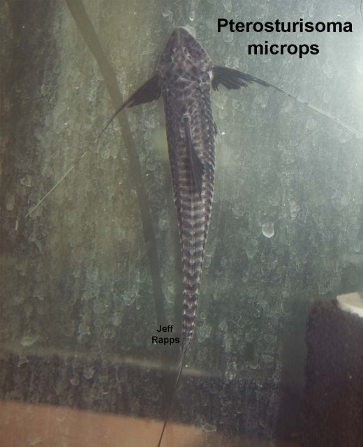 microps1.jpg