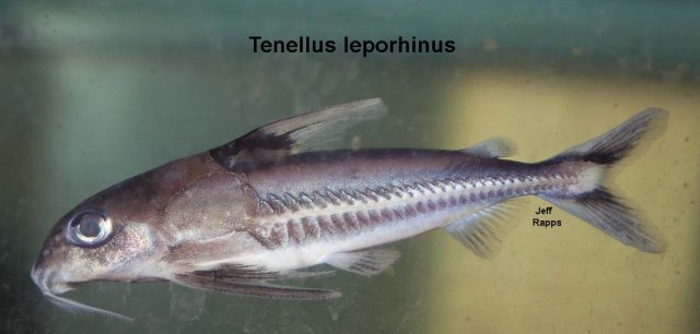 leporhinus.jpg