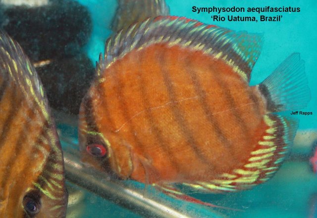 s.aeq.uatuma.jpg