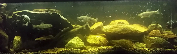 Trout_Tank_2.jpg