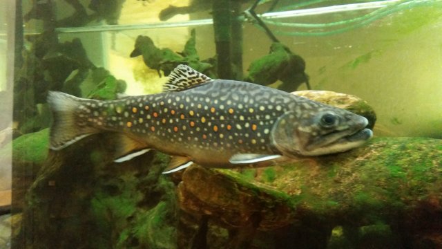 20150727_115445.jpg 20150727_115445.jpg