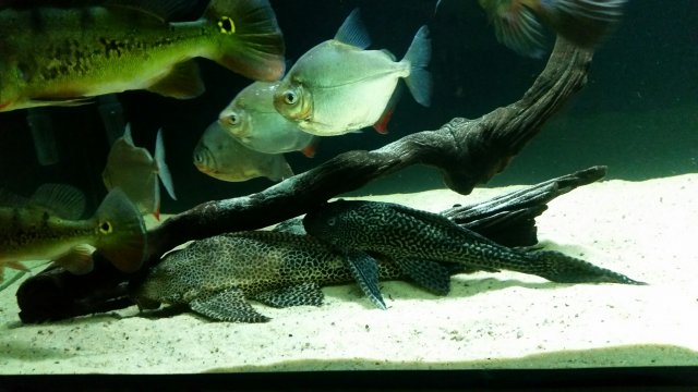 Plecos.jpg