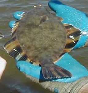 starry flounder.jpg