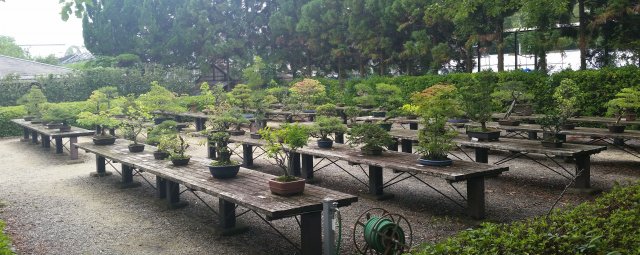 AllBonsai copy.jpg