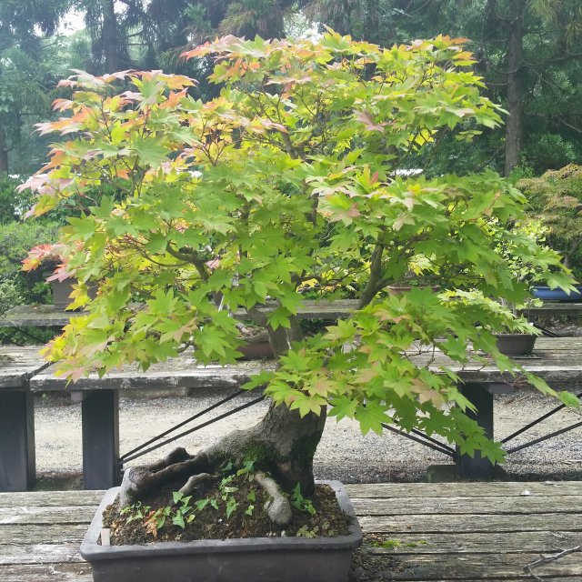 coolbonsai.jpg