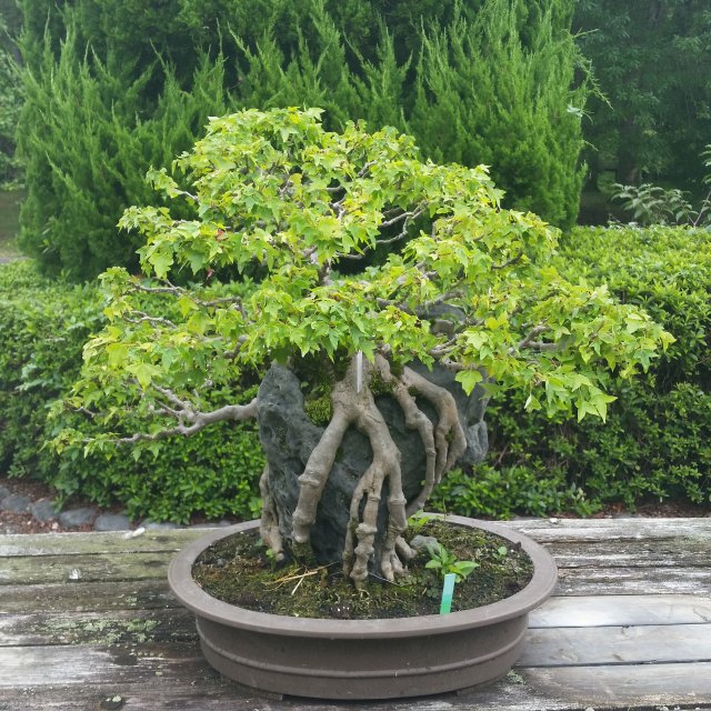 CoolBonsai2.jpg