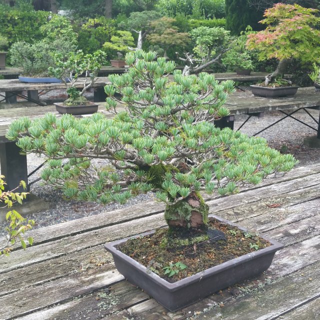 CoolBonsai3.jpg