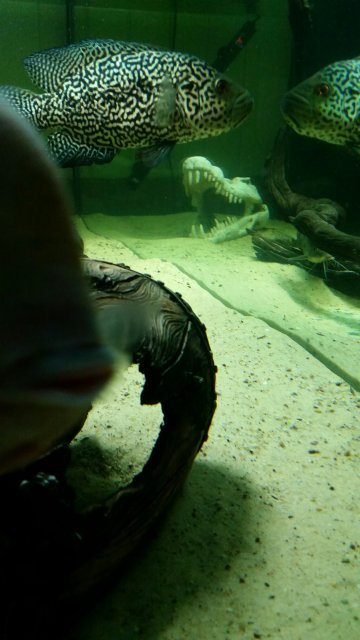 20150313_214617_resized.jpg