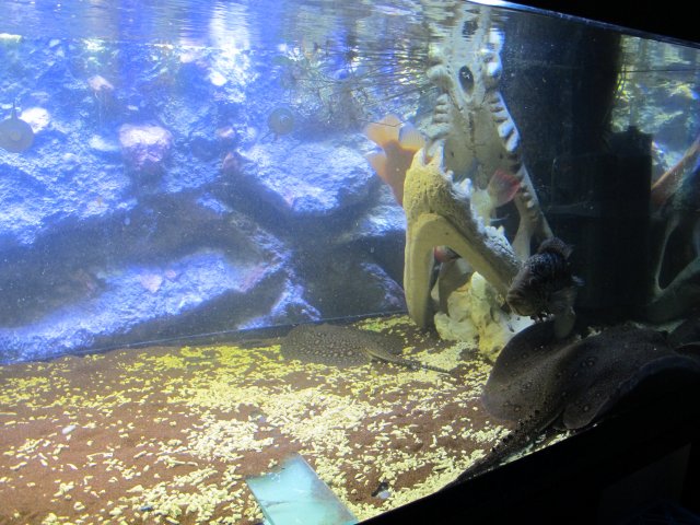 IMG_4277.JPG