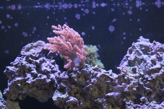 Coral01.jpg