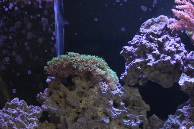 Coral02.jpg