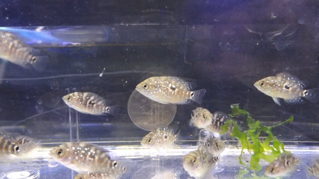DSCF3871.JPG