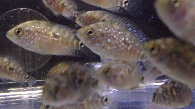 DSCF3711A.JPG