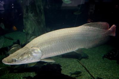 arapaima2_Big.jpg