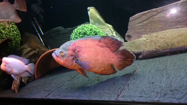 DSC_0384_zpstiad9byb.jpg DSC_0384_zpstiad9byb.jpg