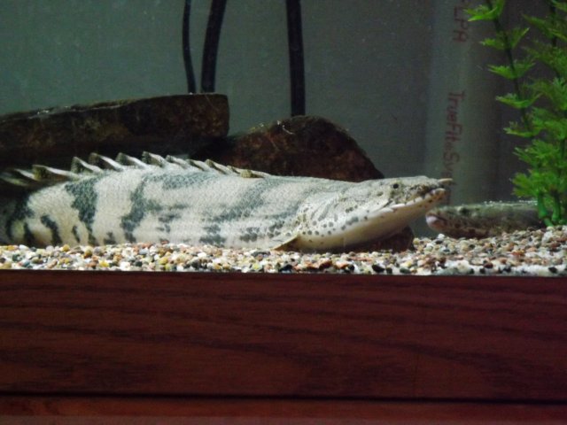 DSCF0808.JPG