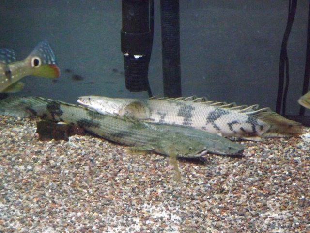 DSCF0887.JPG