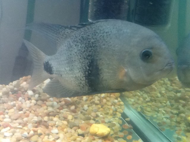 black belt fish