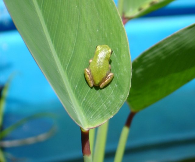 treefrog.jpg