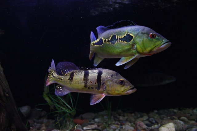 Kelberi  Orino.jpg