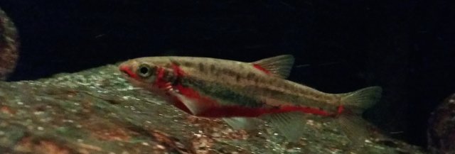MountainRedBellyDace.jpg MountainRedBellyDace.jpg