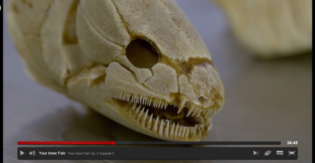 poly skull..PNG