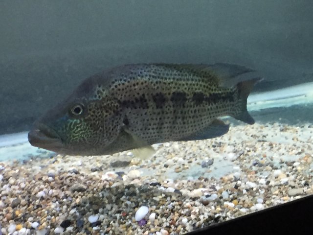 15 inch Monster.JPG
