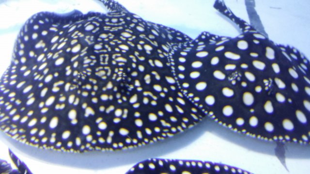 Batch 2 p14xbd 14month fm.jpg