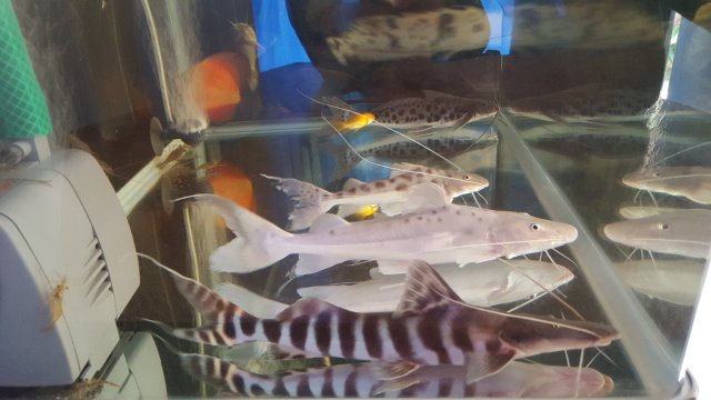 20150822_125910.jpg 20150822_125910.jpg