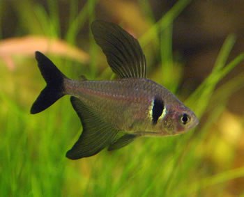 blackphantomtetra.jpg