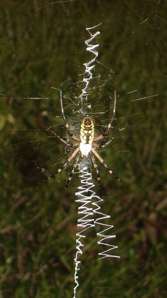 spider.jpg