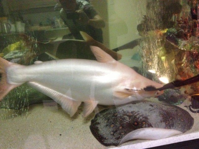 IMG_0095.JPG