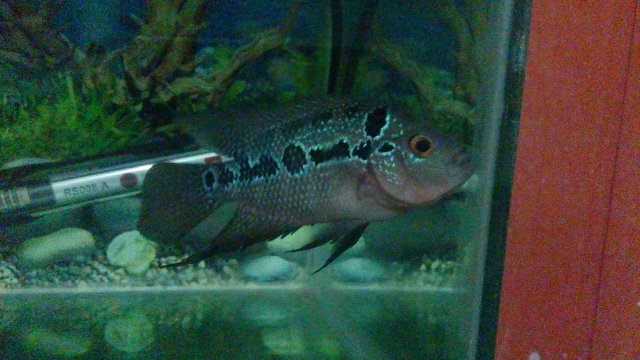 20150910_230444.jpg 20150910_230444.jpg