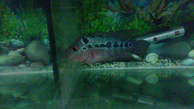 20150910_230533.jpg 20150910_230533.jpg